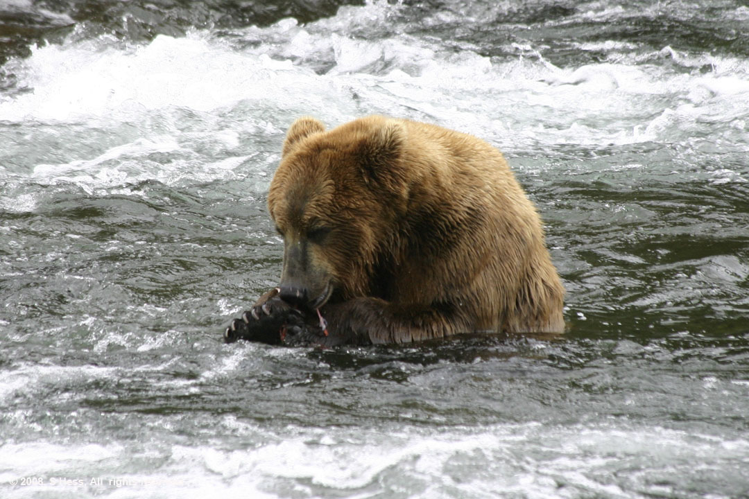 Bear eating